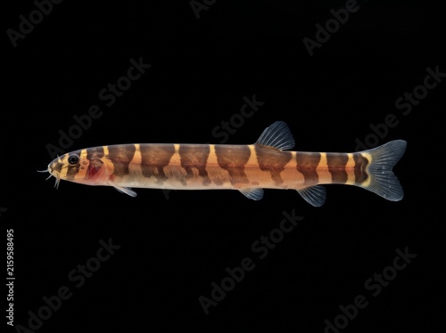 Kuhli Loach (Pangio kuhlii) Isolated on Black Background