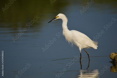 Florida Wildlife Strutting Snowy Egret