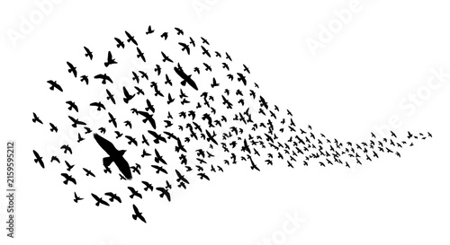 Fotografía Black bird silhouettes flying in flock formation, migratory birds swarm vector,