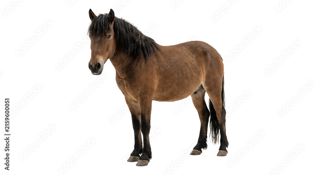 Fototapeta premium Beautiful brown horse standing isolated on white background 1.