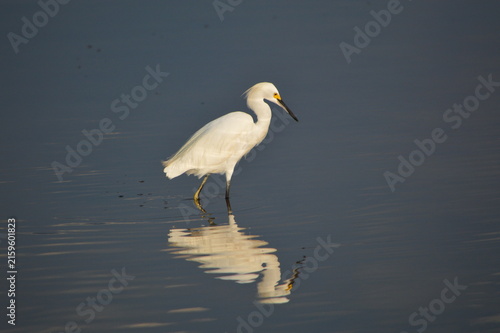 Florida Wildlife Snowy Egret with striped reflection
