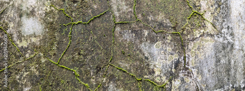 Принти на полотні Old moss covered weathered concrete wall with cracks texture for background or overlay