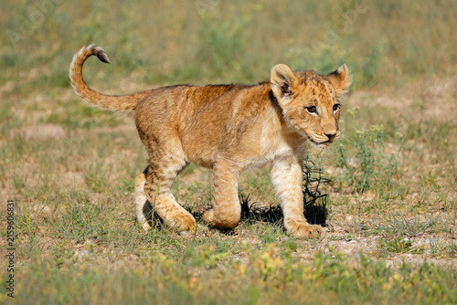 Photography A small African lion cub (Panthera leo) walking in natural desert, Kalahari dese