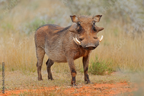 Canvas Print A warthog (Phacochoerus africanus) standing in natural habitat, Mokala National