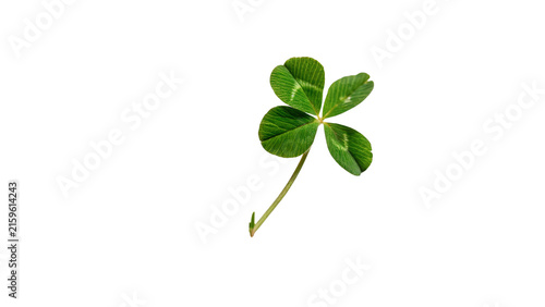 Lucky green four leaf clover plant stem isolated on transparent background