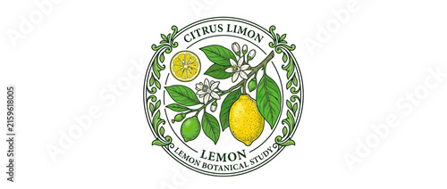 Vintage Lemon Botanical Illustration Isolated