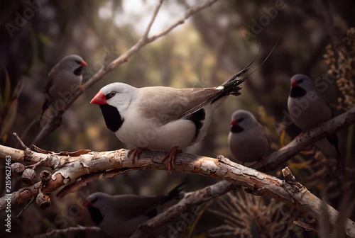 Long-tailed Finch (Poephila acuticauda) in Its Natural Habitat, Northern Australia