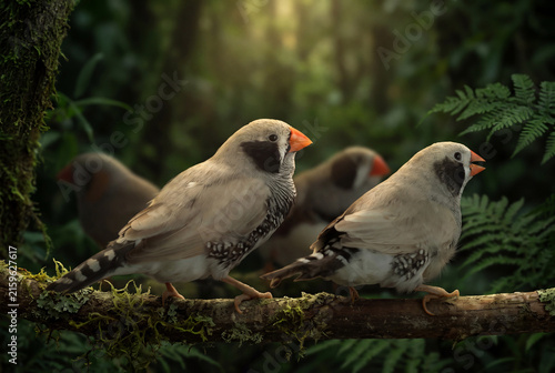 Zebra Finches (Taeniopygia guttata) in a Natural Australian Environment