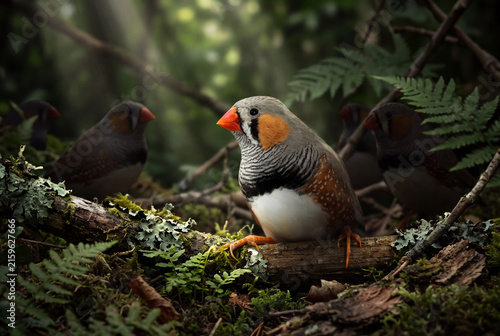 Zebra Finches (Taeniopygia guttata) in a Natural Australian Environment