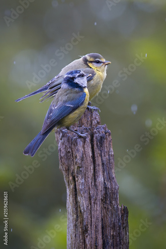 An adult and a juvenile Eurasian blue tit, Cyanistes caeruleus, perch together on a weathered wooden post during a light rain shower in nature.