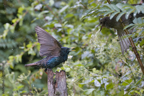 An adult common starling, Sturnus vulgaris with iridescent feathers flares its wings and calls out to another starling in a green bush.