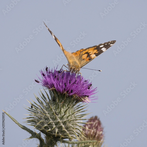 A painted lady butterfly, Vanessa cardui, feeds on a purple spear thistle flower,Cirsium vulgare, under a clear sky, showcasing its detailed orange and black wings.