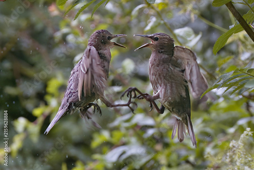 Two juvenile common starlings,Sturnus vulgaris, fight mid-air with their beaks wide open and wings spread, creating a dramatic wildlife action scene.