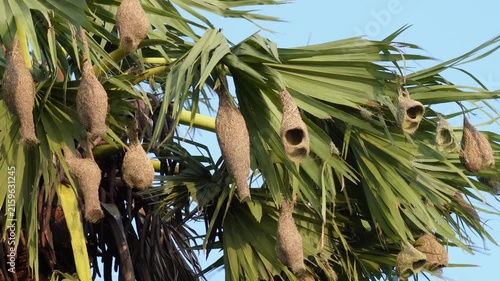 Baya weaver bird nests hanging from tree