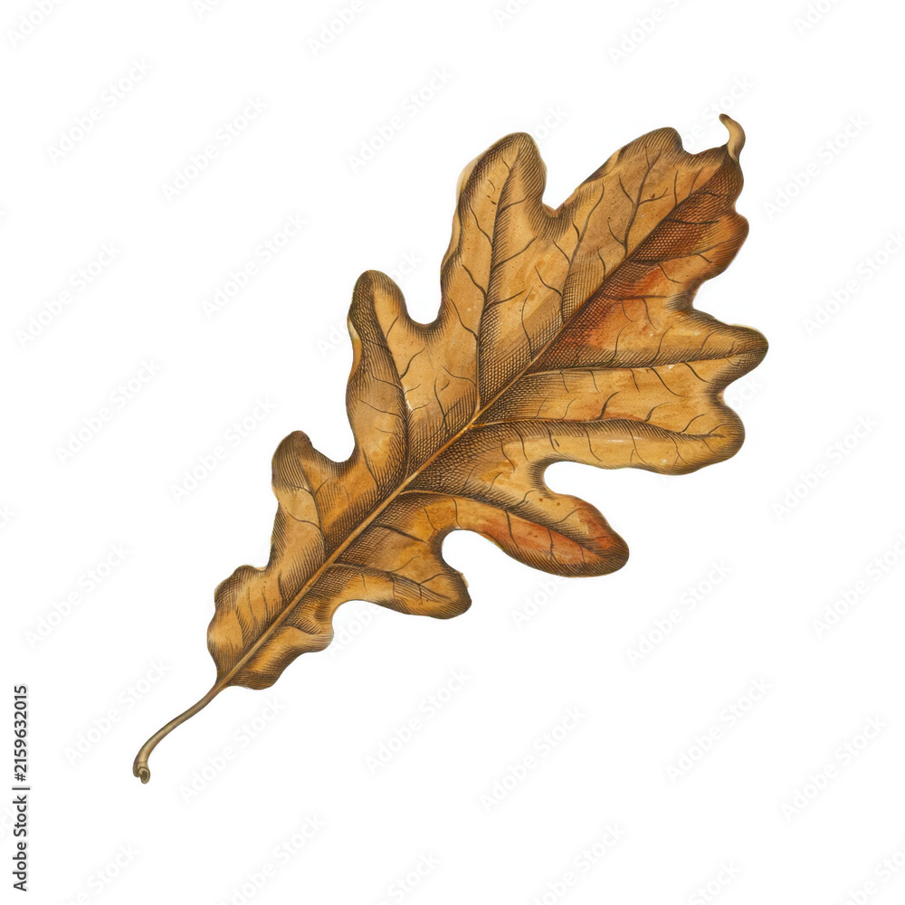 Naklejka premium Golden oak leaf resting on a flat surface during autumn in a natural setting