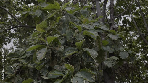 Teakwood Foliage Destroyed By Worms And Pests In Plantation