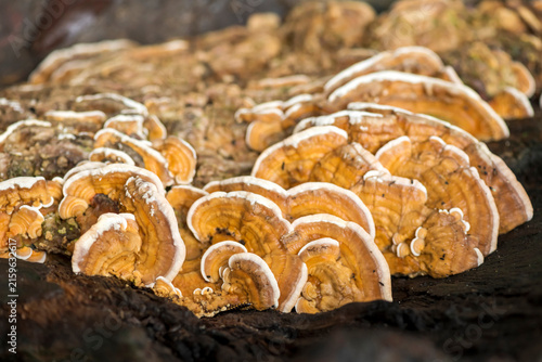 Photography This often grow in dense clusters on dead wood