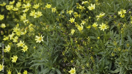 Threadleaf Coreopsis Flowers Blooming in Garden.