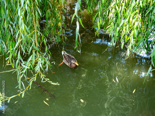 Wild mallard duck swimming in a green pond beneath hanging willow branches. Peaceful waterfowl in a natural park habitat surrounded by lush summer foliage.