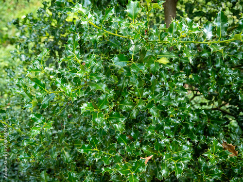 Close-up of glossy green holly leaves with sharp spiny edges growing densely on an evergreen shrub in a summer garden.