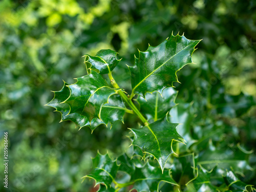 Foto Close-up of glossy green holly leaves with sharp spiny margins on an evergreen shrub, isolated against a soft natural background