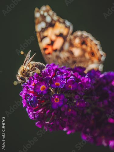 Quadro su tela A bee and a Painted Lady butterfly 'Vanessa cardui' feeding on a purple Buddleja