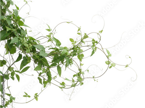 Wild winding vine tendrils isolated on a clean transparent background
