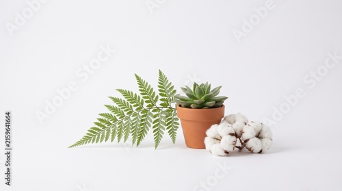 Fresh Green Plant with Succulent and Cotton on White Background for Minimalist Decor