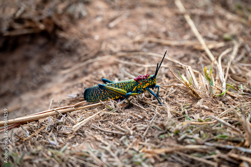 Cuadro en lienzo Colorful Painted Locust on Dry Ground in Tsaranoro, Madagascar