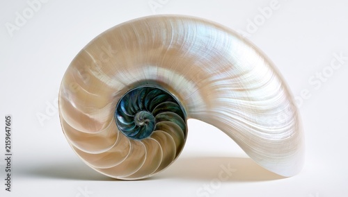 Nautilus Shell Cross-Section Showing Fibonacci Spiral and Iridescent Interior.