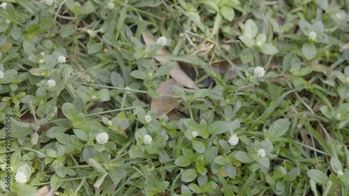 Green Grass On Side Road