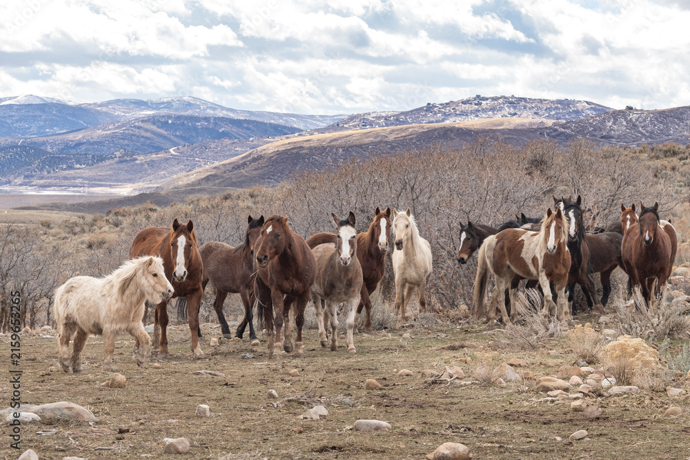 Obraz premium Wild mustangs gather on a vast mountain landscape