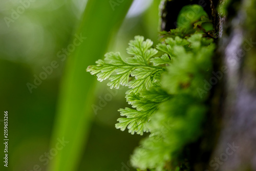 Delicate green fern fronds in a lush forest