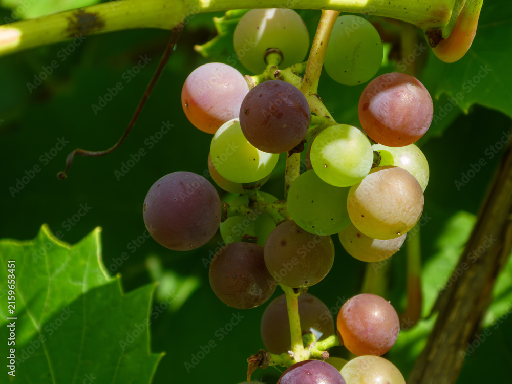Naklejka premium fresh ripening grapes bunch growing on vine in sunny vineyard
