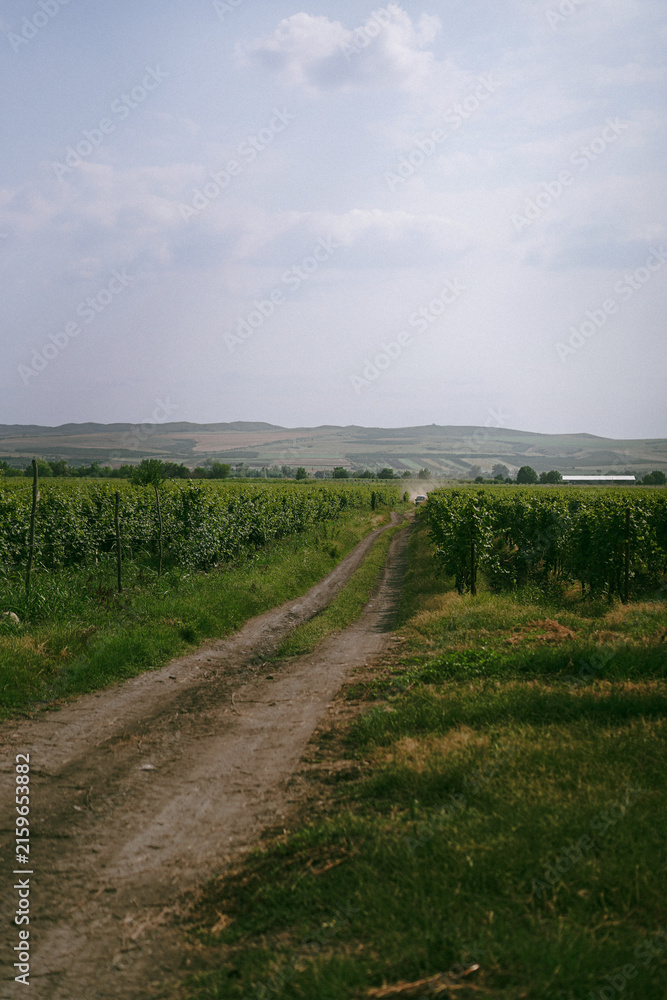 Naklejka premium Dirt road winding through lush green vineyard