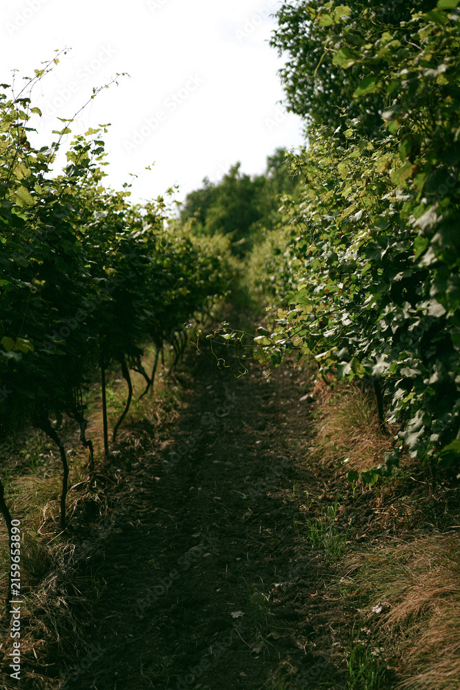 Naklejka premium Lush green grapevine rows in a sunlit vineyard