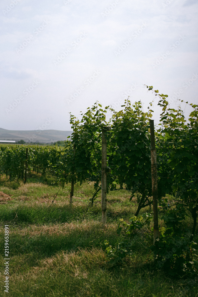 Naklejka premium Lush green grapevines growing in a rural vineyard