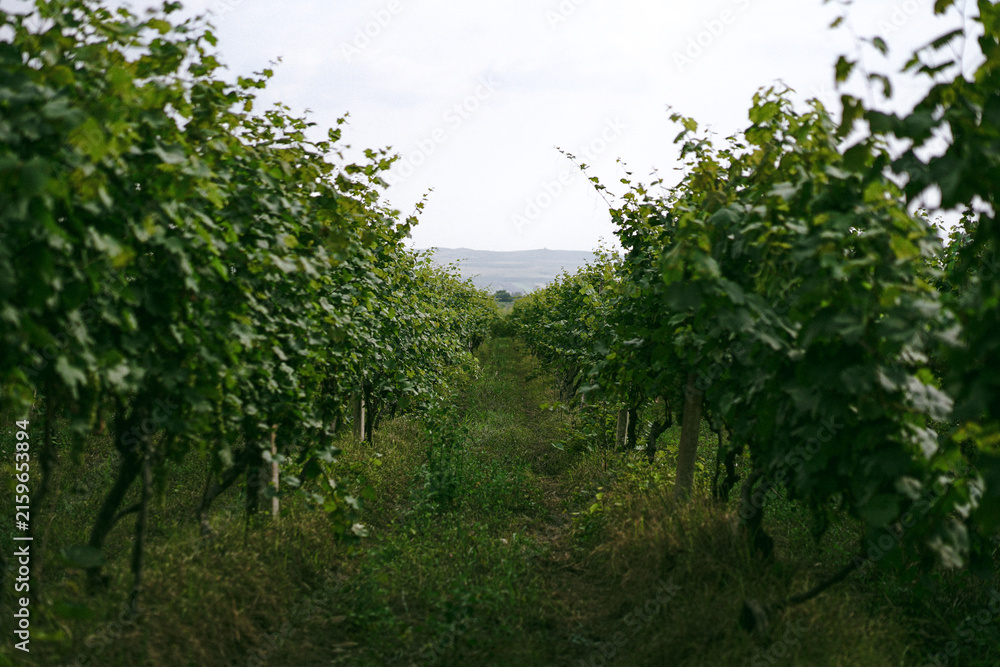 Naklejka premium Looking down a path between rows of grapevines
