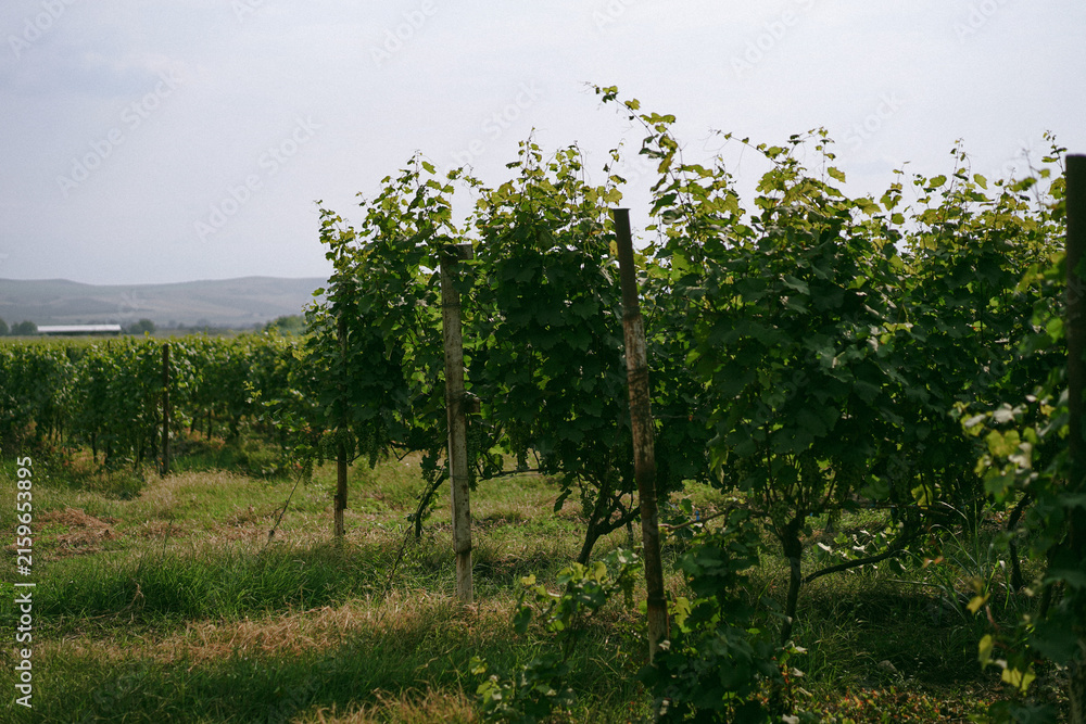Naklejka premium Rows of grapevines in a countryside vineyard