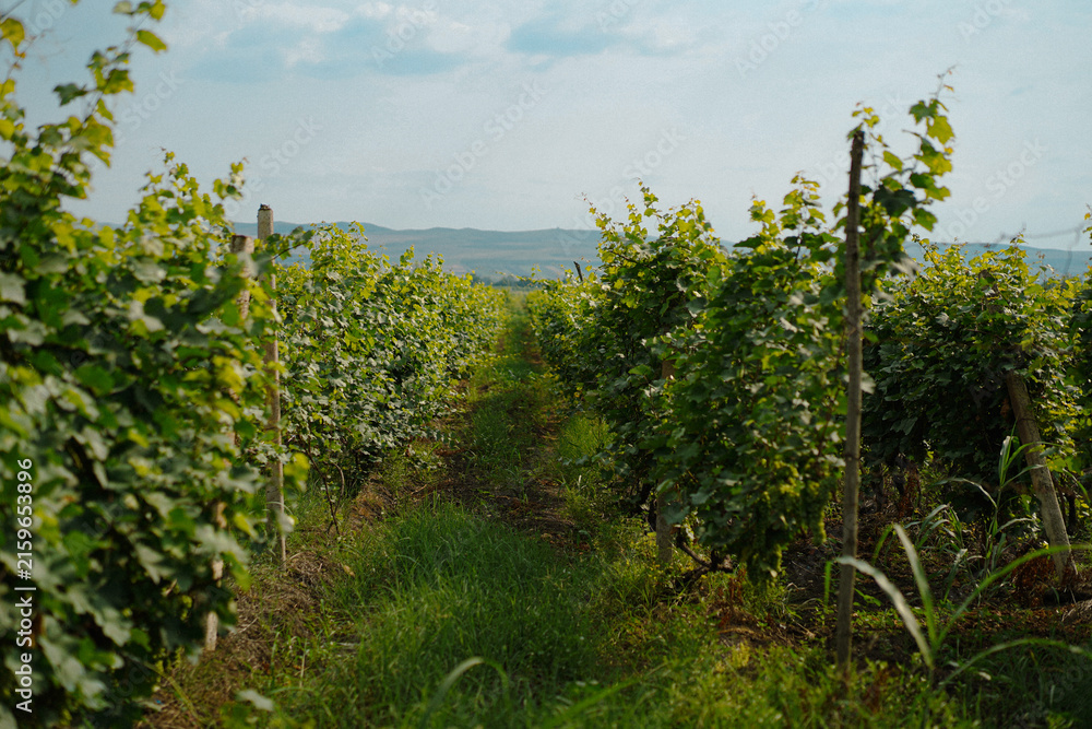Naklejka premium Sunlit grapevines growing in a countryside vineyard