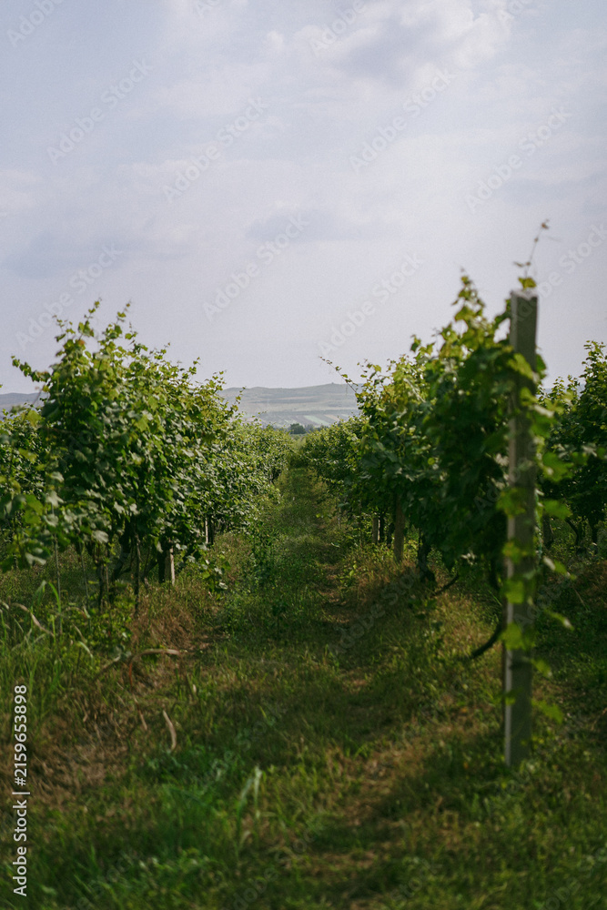 Naklejka premium Path leading through lush green rows in a vineyard