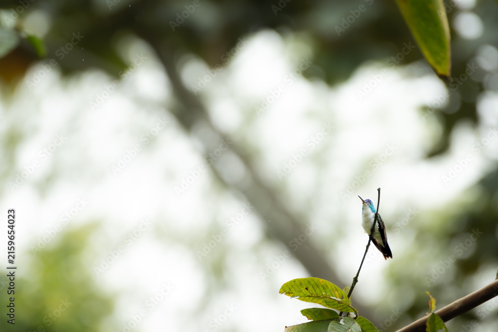 Fototapeta premium White necked jacobin hummingbird perches on a branch