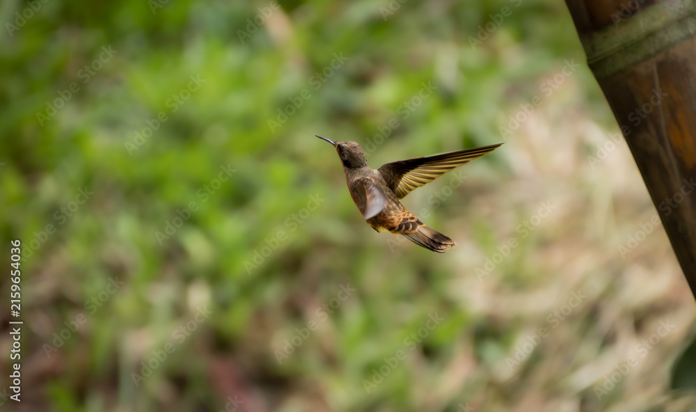 Fototapeta premium A small brown hummingbird hovers in mid air