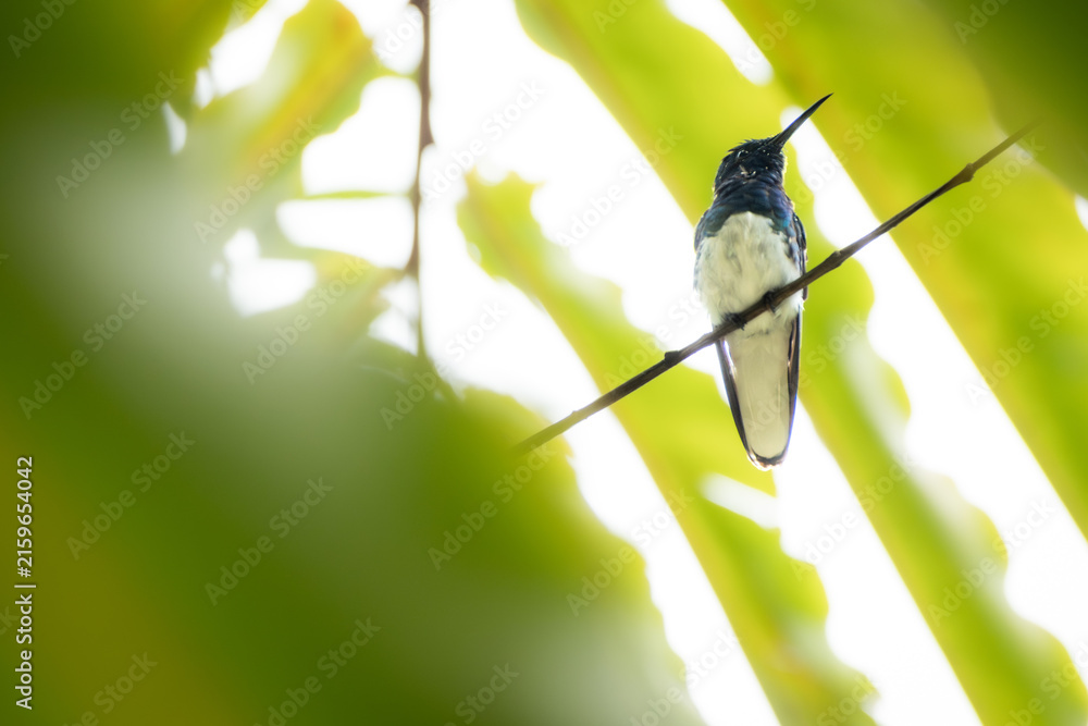 Fototapeta premium White necked jacobin hummingbird perches on a twig