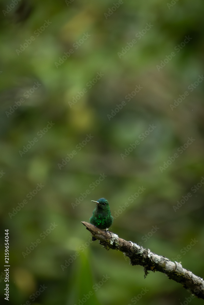 Fototapeta premium Small emerald green hummingbird perches on a branch