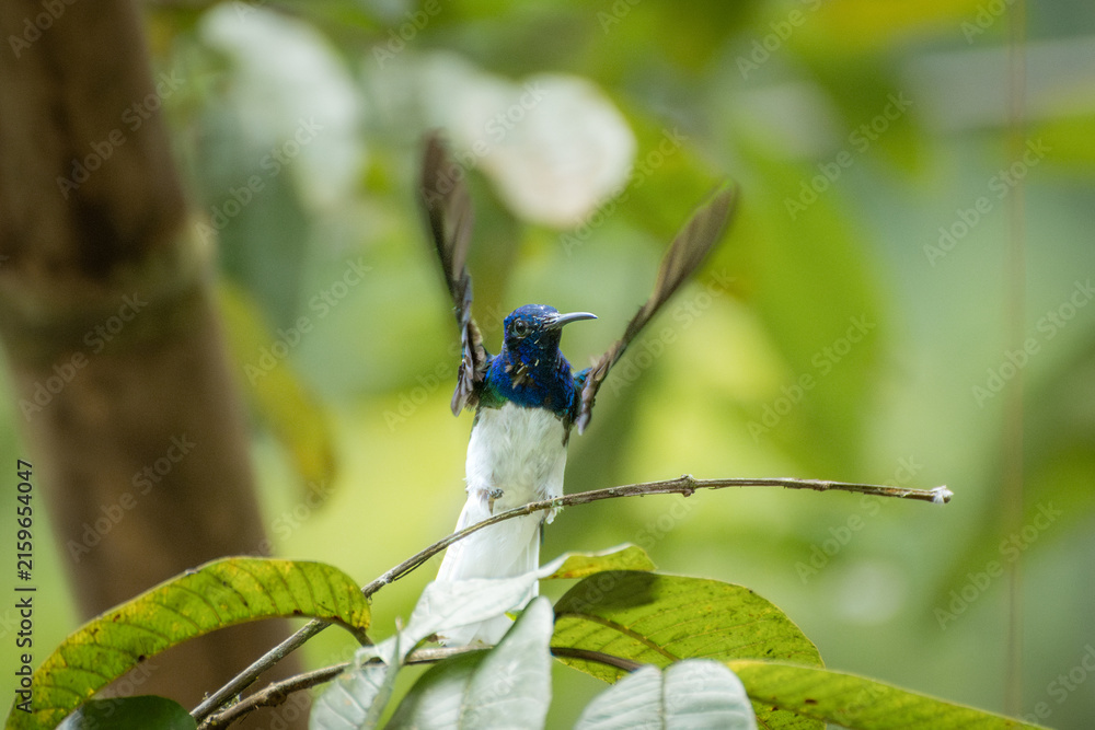 Fototapeta premium White necked jacobin hummingbird flaps its wings