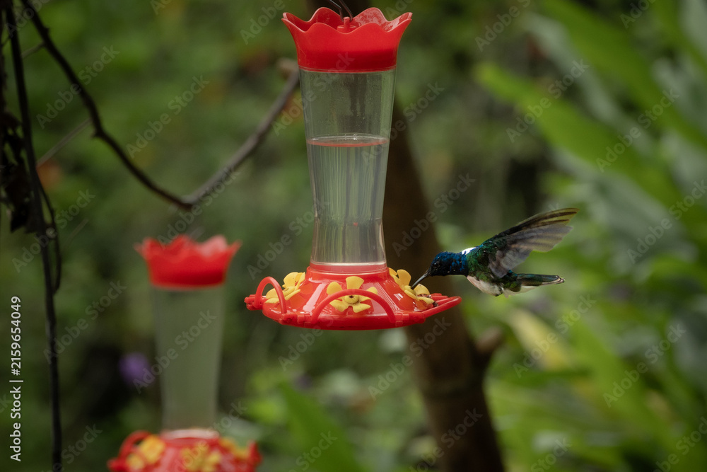 Naklejka premium White necked jacobin hummingbird at red feeder