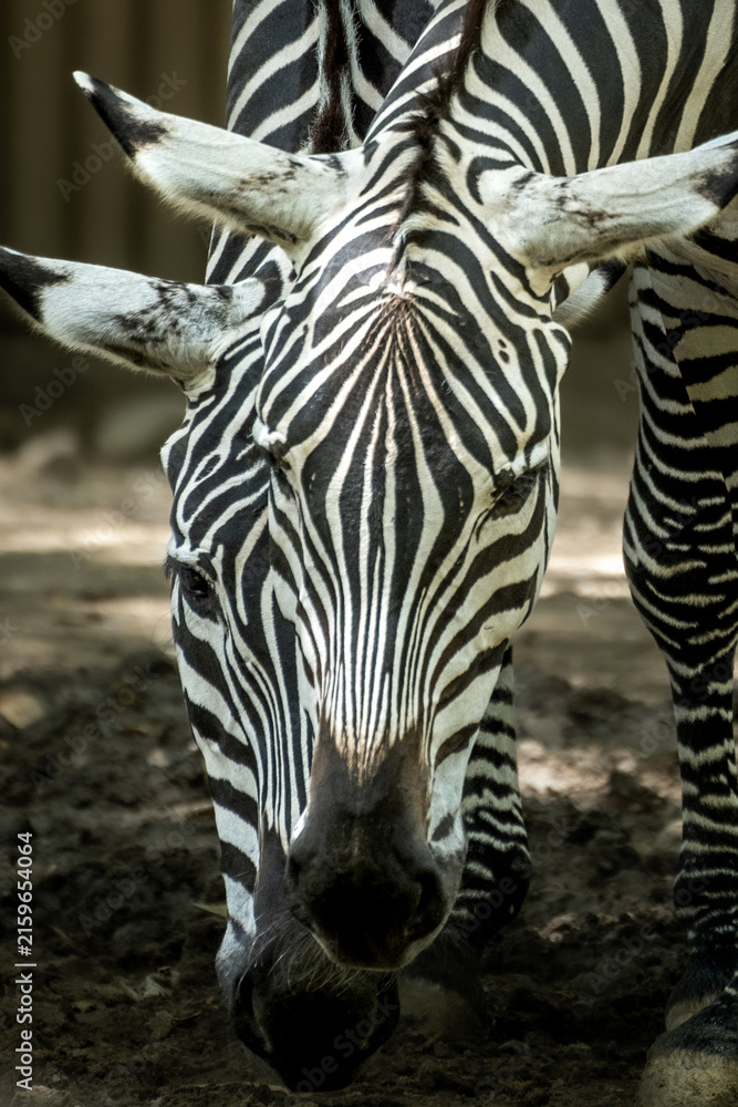 Naklejka premium Close up portrait of two zebras standing together