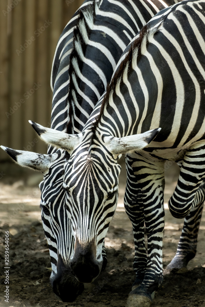 Naklejka premium Close up of two zebras grazing together
