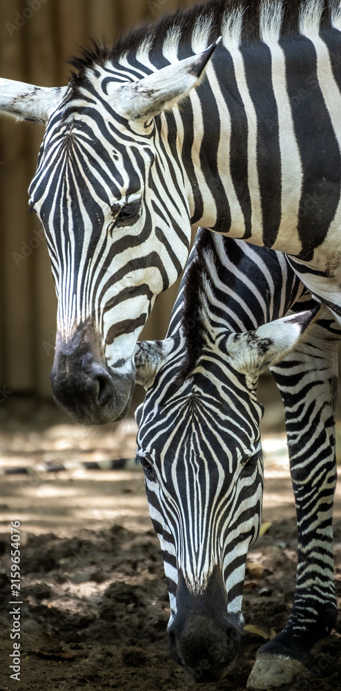 Naklejka premium Two zebras standing together in dappled light
